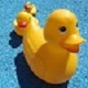 Splash-Rascal Mother Duck